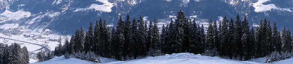 Evergreen trees in front of a snowy mountain landscape