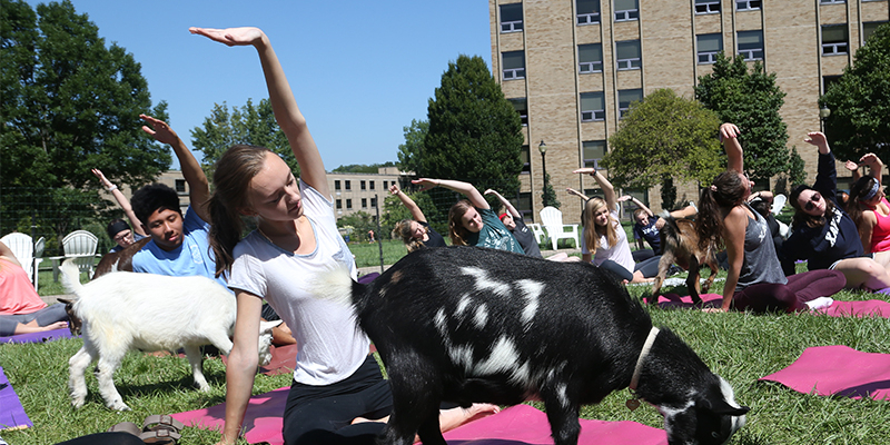 Students doing goat yoga on the academic yard