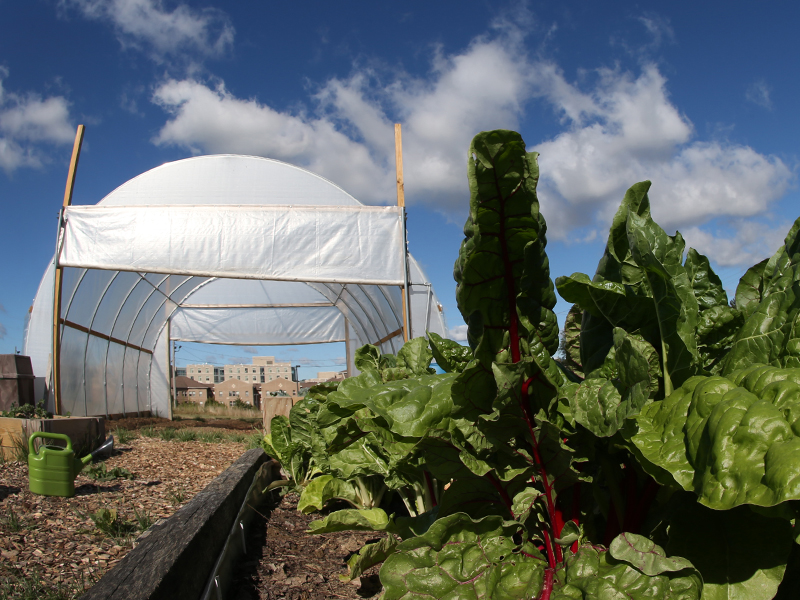 The greenhouse on Xavier's campus on a summer day