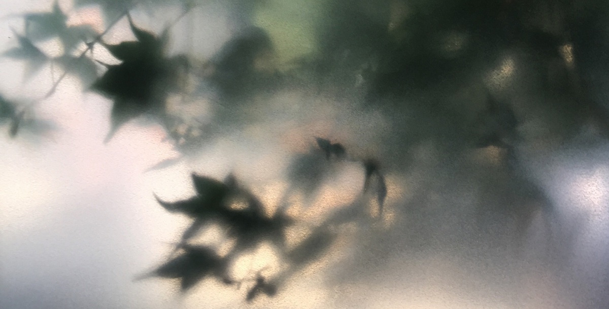 Leaves against a frosted window