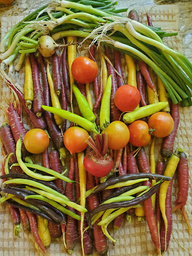 Vegetables from NEXUS garden