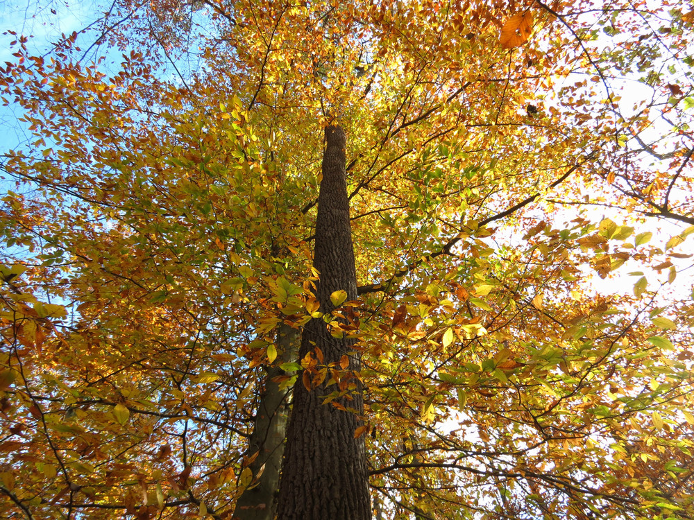 americanbeech.jpg