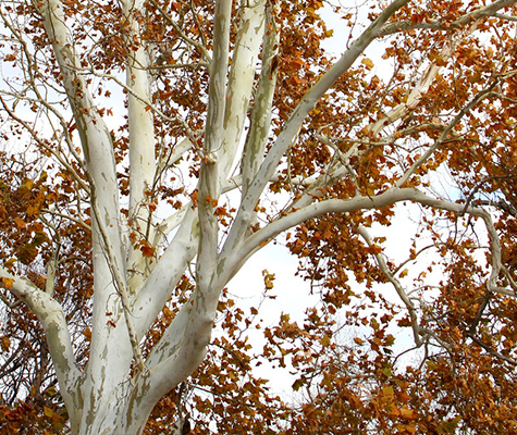 americansycamore.jpg
