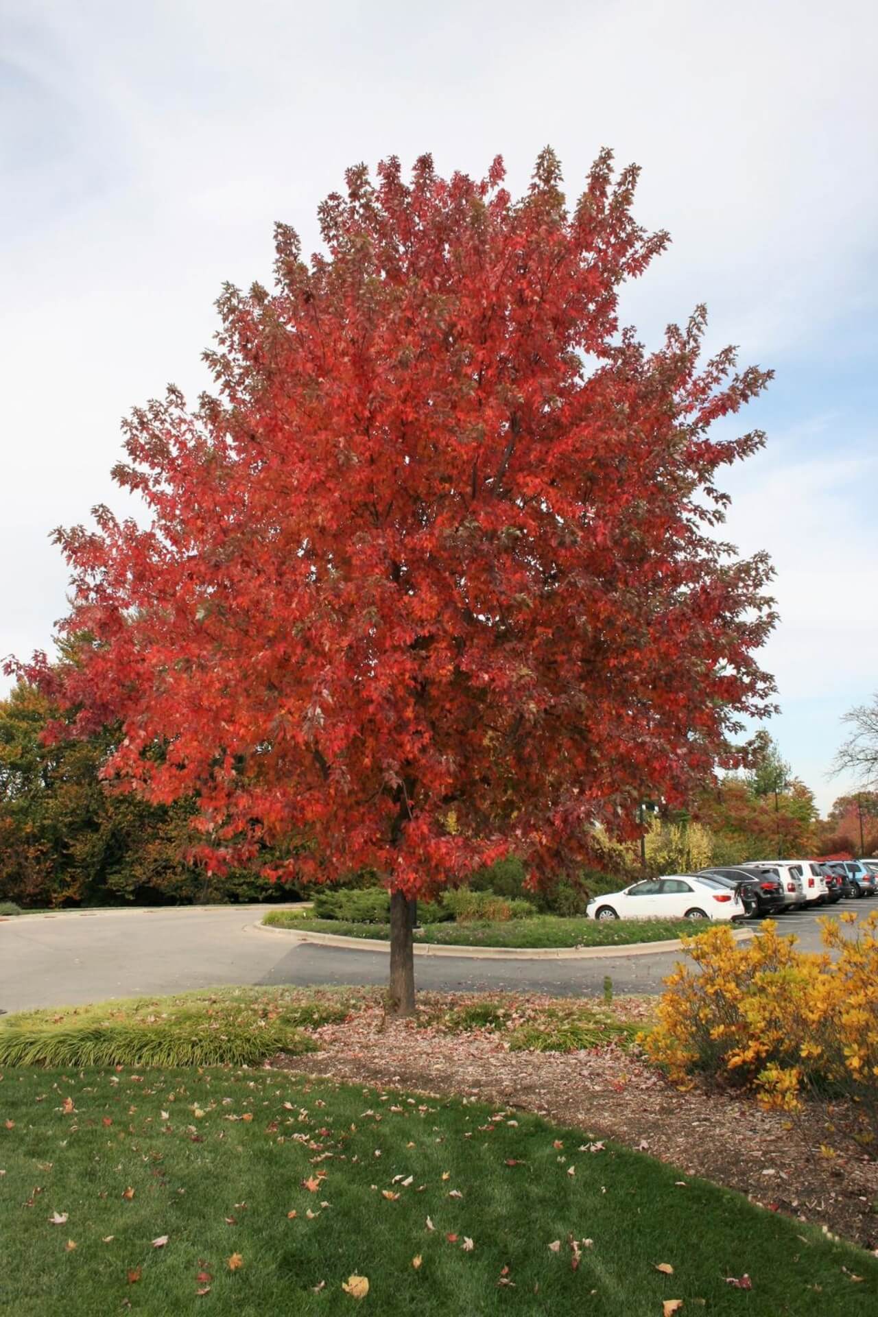 Acer x freemanii
