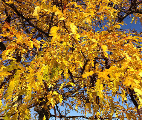 honeylocust.jpg