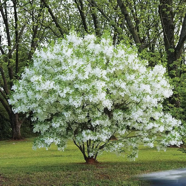 Chionanthus virginicus