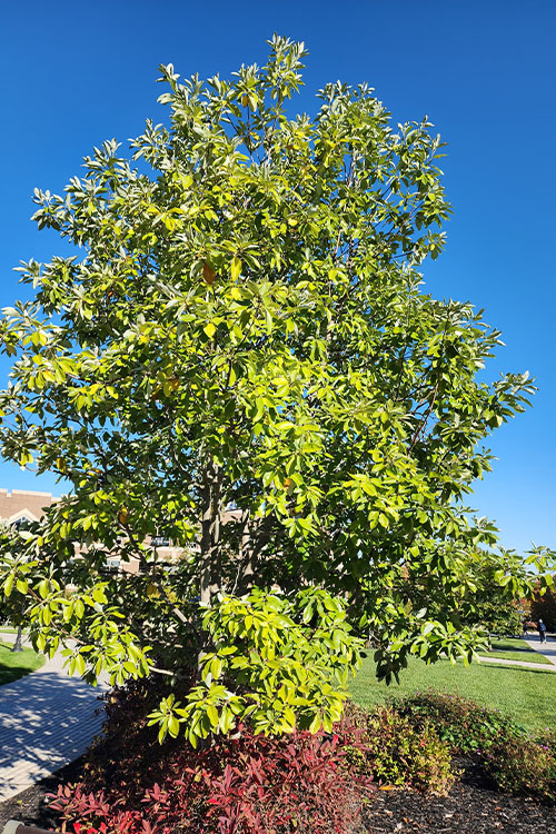 sweetbaymagnolia1.jpg