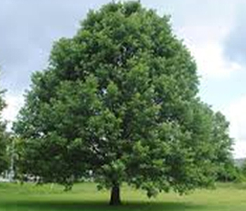 tree.jpg