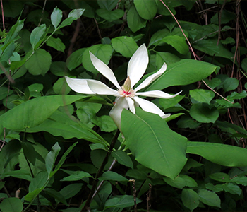 umbrellamagnolia.jpg