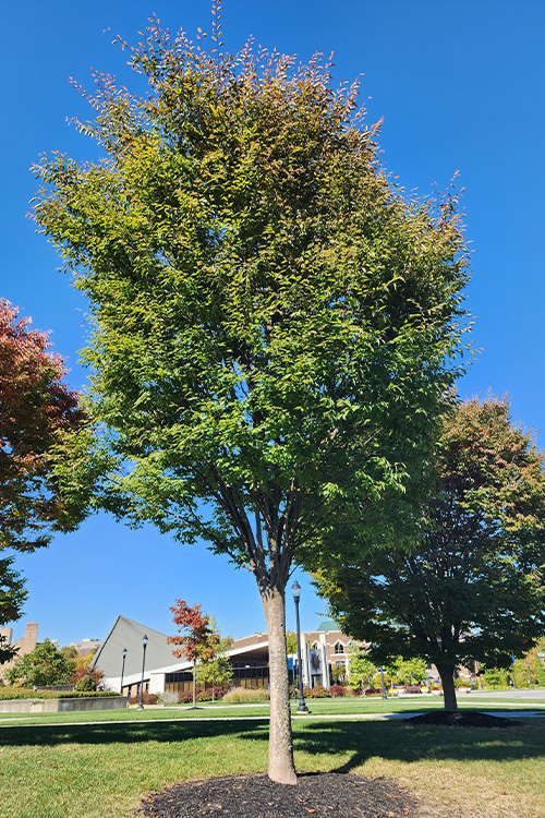 zelkova1.jpg