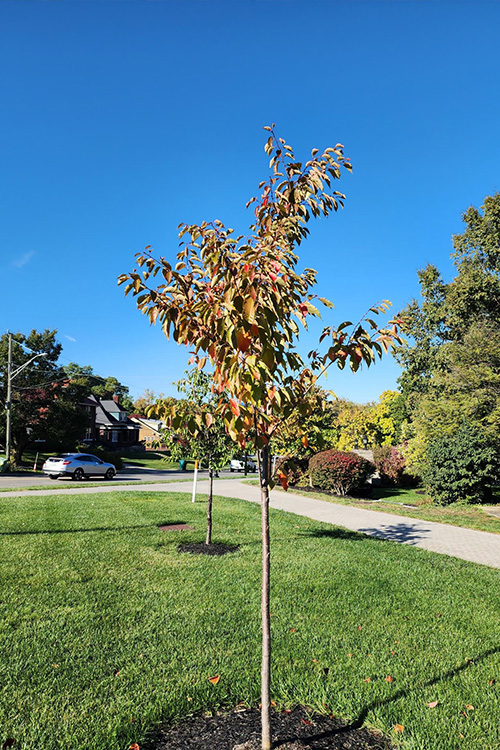 Photo of a Yoshino Cherry Tree