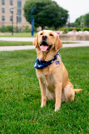 Narissa the Facility Dog