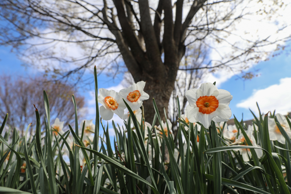 daffodils.jpg