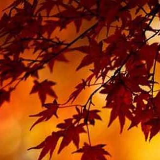 Autumn Prayers Graphic