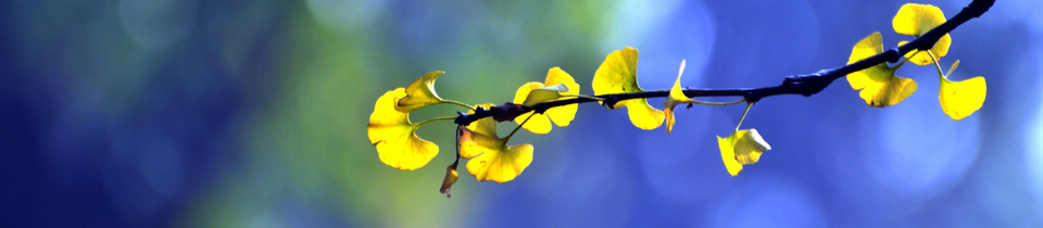 Branch with yellow leaves