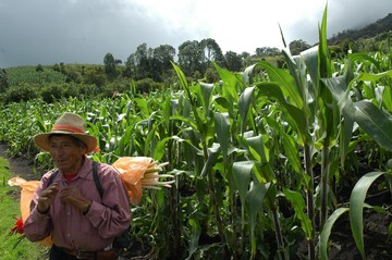 Person in a field