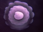 Closeup of a purple flower