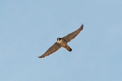 Photo a Falcon flying