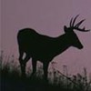 Silhouette of a male deer 