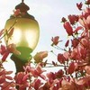 Flowers and a lit lamppost