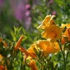 Blooming yellow day lilies