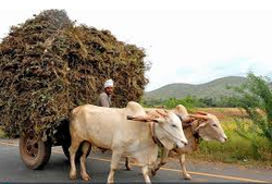 Photo of a man riding on a Cart with Grass driven by two Bullocks