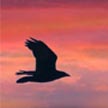 Silhouette of a bird flying during sunset