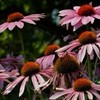 Purple cone flowers in bloom