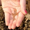 A hand holding seeds