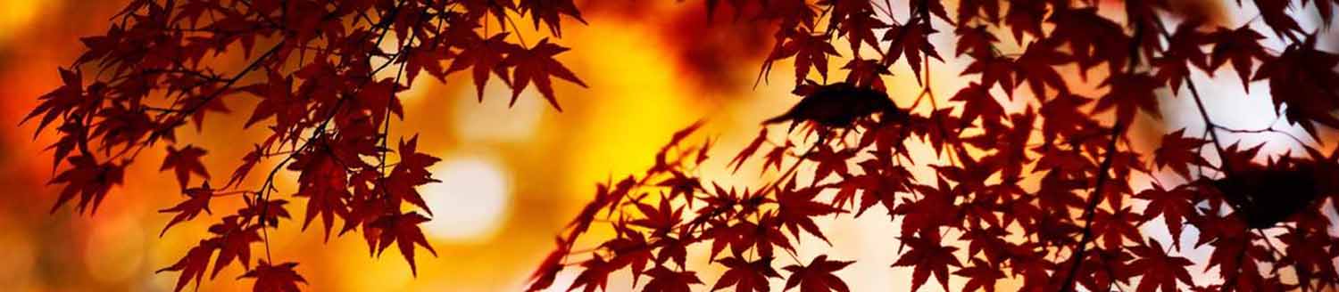 an Autumn tree and its leaves