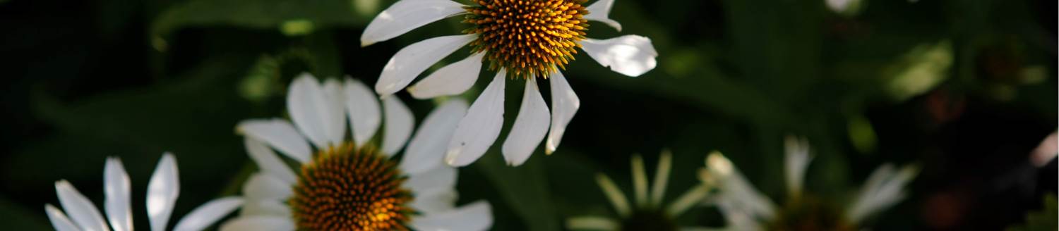 image of white Spring Easter flowers 