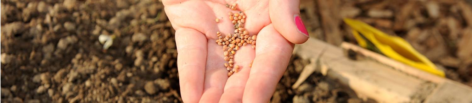 An outstretched hand filled with pebbles