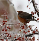 Robin in tree 