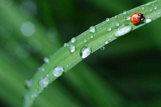 Lady bug on a leaf with rain drops 