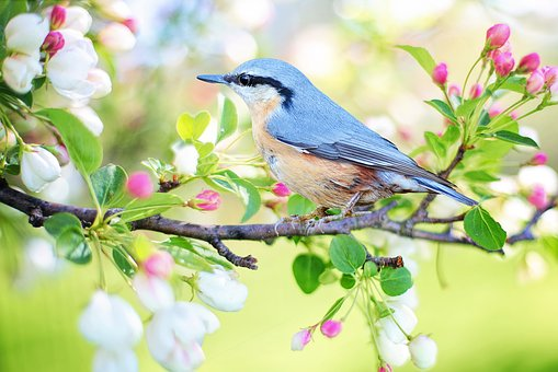 Blue Jay on a branch covered in flowers