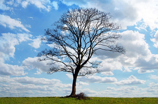 Tree in a field with a blue sky