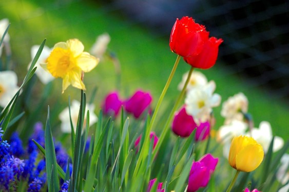 Colorful flowers