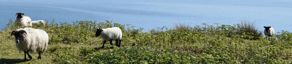 Sheep overlooking the ocean