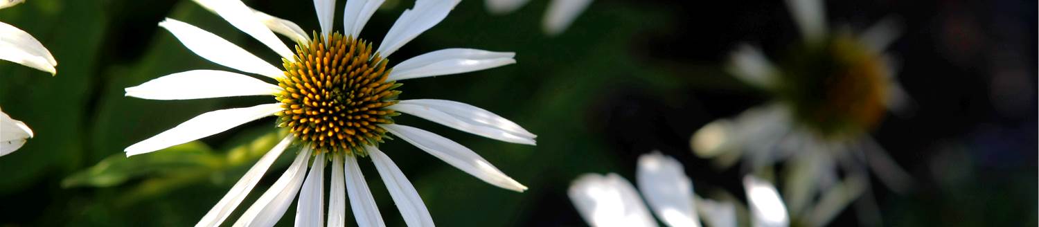 Close up of a white flower