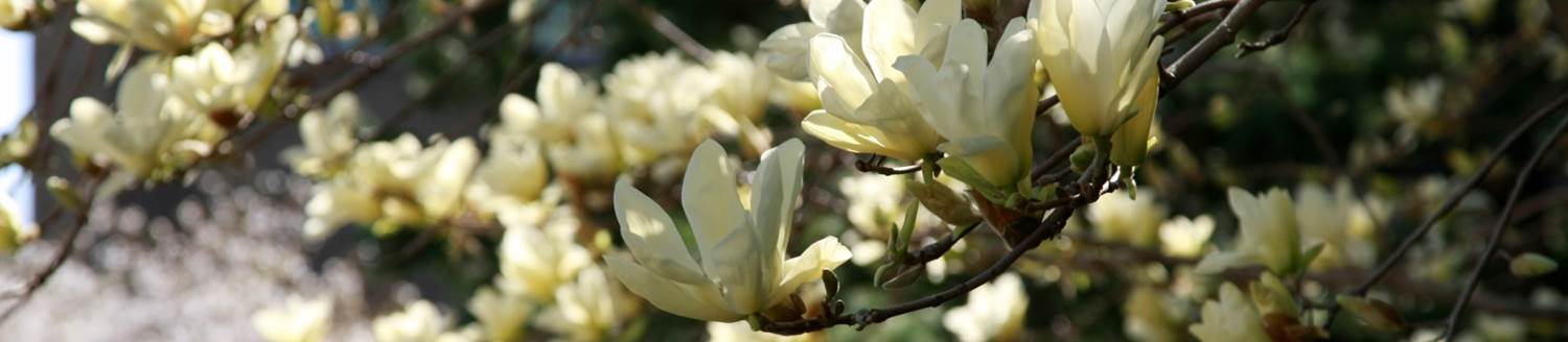 Photo of White Flowers