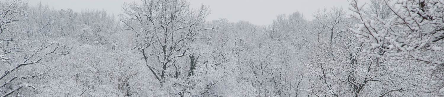 Trees covered with snow