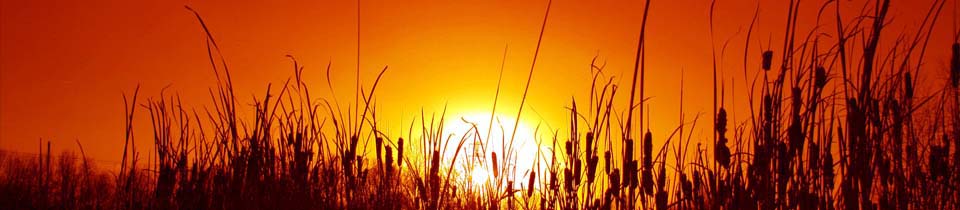 Tall grass in front of a sunset 