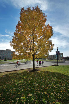 Yellow leaves on a tree in front of Xavier's Campus