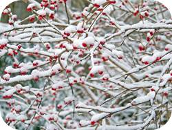 Winter cherries on a tree