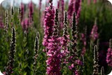 Field of bright fuchsia lavender flowers