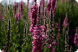 A field of deep pink blazing star flowers (liatris spicata) in bloom