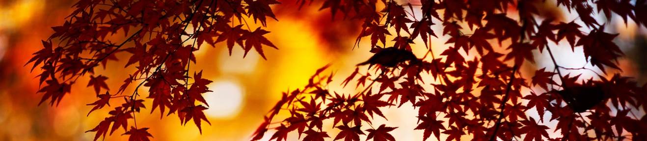 Photo of Autumn Leaves