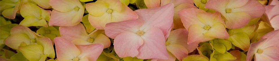 Photo of pink-yellow flower petals