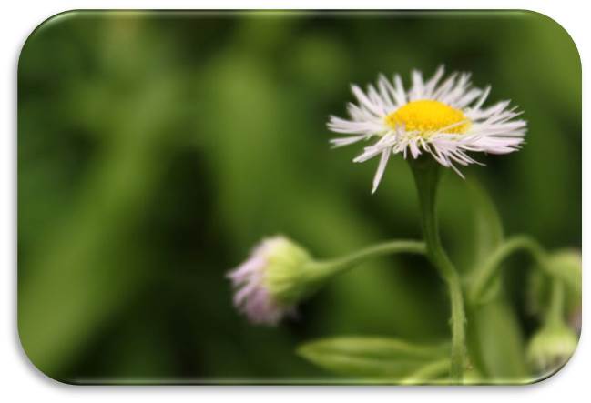 White daisy in the field