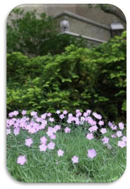 Pink daisies in a field